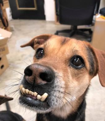 娱乐吃瓜酱狗带上牙